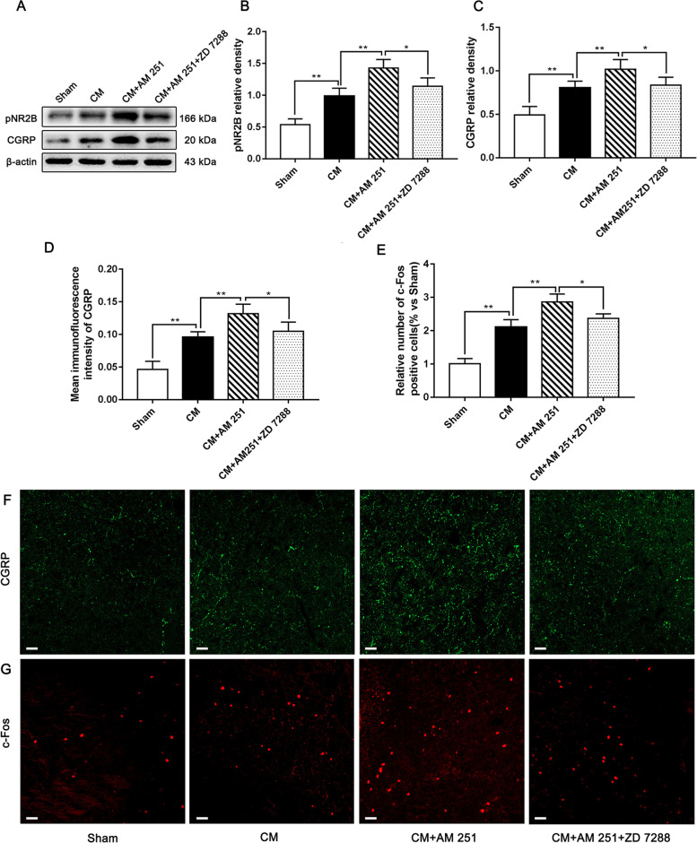 The influence of AM 251 and ZD 7288 on the expression levels of pNR2B, CGRP, and c-Fos in CM rats. A Representative western blots of pNR2B and CGRP. B and C The protein levels of pNR2B and CGRP were profoundly improved in the CM group compared with those in the Sham group, and there was no substantial difference between the CM and CM + Vehicle groups. Compared to the CM group, the levels of pNR2B and CGRP in the CM + AM 251 group were further increased. However, the expression of pNR2B and CGRP in the CM + AM 251 + ZD 7288 group was materially decreased compared to the CM + AM 251 group. (n = 6/group, *p < 0.05, **p < 0.01, N,S, not significant, scale bar = 20 μm). D and E The average fluorescence intensity of CGRP and the number of c-Fos-positive cells were statistically higher in the CM group than those in the Sham group. Compared with the CM group, the average fluorescence intensity of CGRP and the number of c-Fos-positive cells were visibly increased in the CM + AM 251 group. Importantly, the average fluorescence intensity of CGRP and the number of c-Fos-positive cells in the CM + AM 251 + ZD 7288 group sharply declined compared to the CM + AM 251 group. (n = 6/group, *p < 0.05, **p < 0.01, N,S, not significant, scale bar = 20 μm). F-G Immunofluorescence staining of CGRP and c-Fos in the PAG