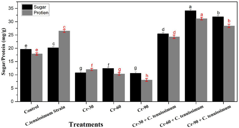 Bar chart displaying sugar and protein levels (mg/g) in various treatments. Treatments include Control, *C. tenuissimum* Strain, Cr-30, Cr-60, Cr-90, with combined treatments of Cr-30, Cr-60, and Cr-90 with *C. tenuissimum*. Black bars represent sugar, gray bars represent protein, with letter annotations indicating statistical significance. Heights of bars vary, with highest sugar and protein levels in treatments with *C. tenuissimum*.