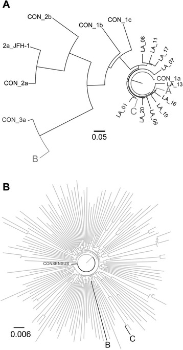 a Phylogenetic analysis of Hepatitis C virus (HCV) isolates. Consensus sequences of an 857 nucleotide (nt) fragment of the HCV NS3 protease from the three HCV isolates from the cohort were aligned with the Los Alamos National Laboratory HCV Database consensus sequences for HCV genotype (gt) 1a and 3a, along with additional reference sequences from subjects living in Los Angeles, to make a neighbor-joining tree. The consensus sequences for gt 1a and 3a are labeled as “CON” with the corresponding genotype. The Los Angeles HCV sequences are labeled as “LA” with the corresponding subject number. The HCV-positive subject samples are labeled A, B, and C. The tree is rooted with the HCV genotype 1a consensus sequence and the genetic distance scale bar is located at the center of the figure. b Phylogenetic analysis of HIV-1 pol. A 1302 nt fragment of pol covering the HIV-1 protease and reverse transcriptase (HXB2 reference location nt 2254–3555) from N = 148 isolates from the cohort was aligned with the Clade B consensus and used to build a neighbor-joining tree. Each sequence is labeled with a unique subject identifier, and the HCV-positive subjects are labeled A, B, and C. The tree is rooted with the Clade B consensus sequence. The genetic distance scale bar is located at the lower left of the figure
