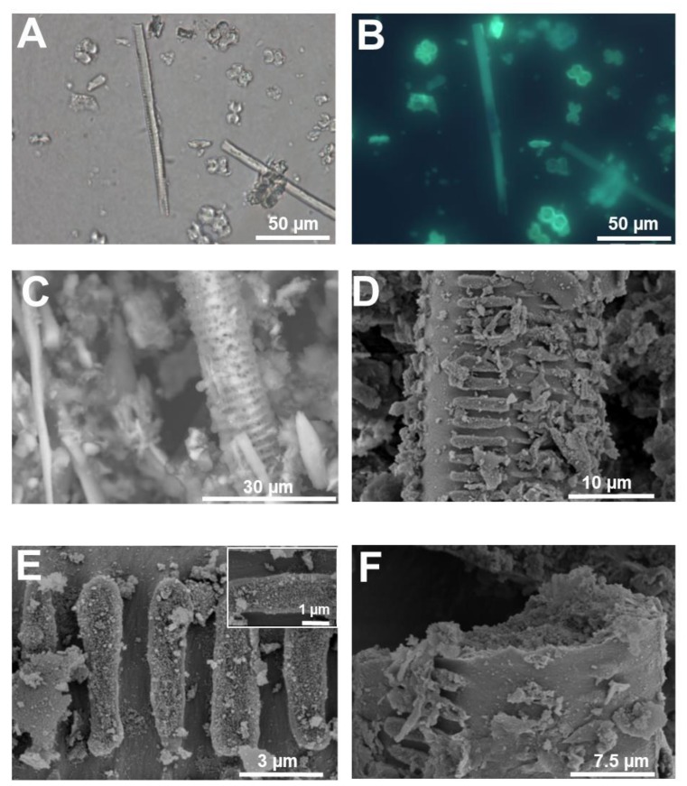 Silicified xylem vessel from rice stem. (A) Differential interference contrast and (B) fluorescence microscopy after PDMPO staining of silica extracted from rice stem. A xylem vessel is present among silica cells. (C) SEM image (topographic contrast) of a rice silicified xylem vessel. (D) Details of helical cell wall thickenings. (E) Helical thickening of the silicified xylem vessel in (D). Inset: fine details of the granular material present on the surface of the thickenings in (D). (F) Detail of the granular material forming the silicified cell walls of the xylem vessel in (D). Images (D–F) were taken using a Hitachi S-4500 SEM. Images (A,B) were taken using an Olympus BX50 fluorescence microscope and image (C) with a HITACHI TM3000 TableTop SEM.