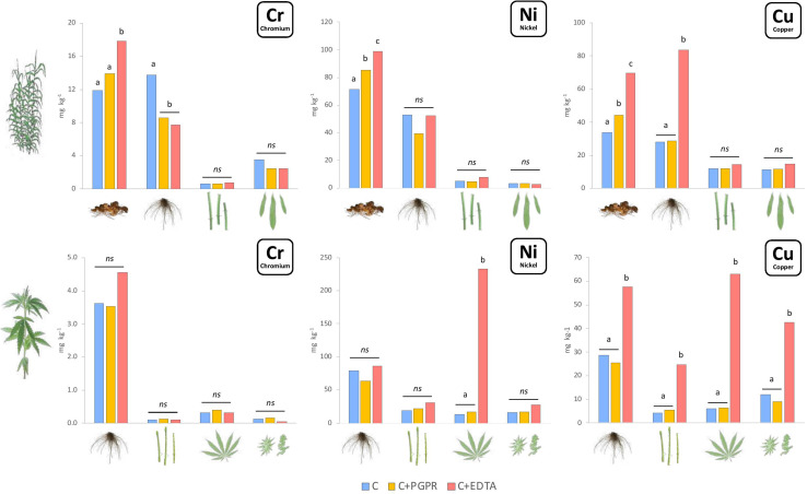 Mean values of Cr, Ni, and Cu concentration (mg kg–1) in plant components for hemp (roots, stems, leaves, and flowers) and giant reed (rhizome, roots, stems, and leaves) as affected by treatments. Different letters denote statistically different (Tukey’s test, P = 0.05) concentration values among treatment for each HM/crop combination.