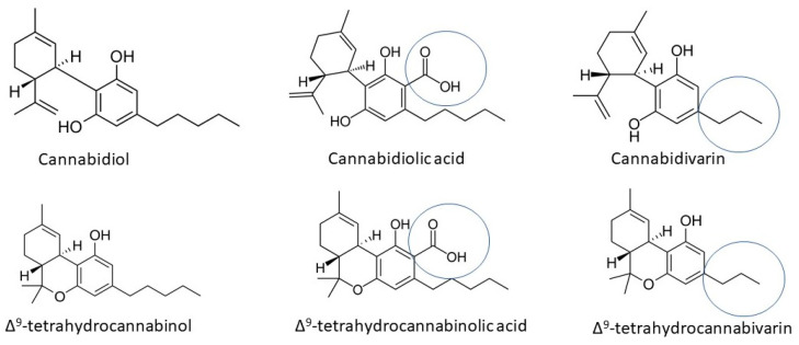 The structures of cannabinoids (cannabidiol and Δ9-tetrahydrocannabinol) in neutral, acidic, and varinic forms.