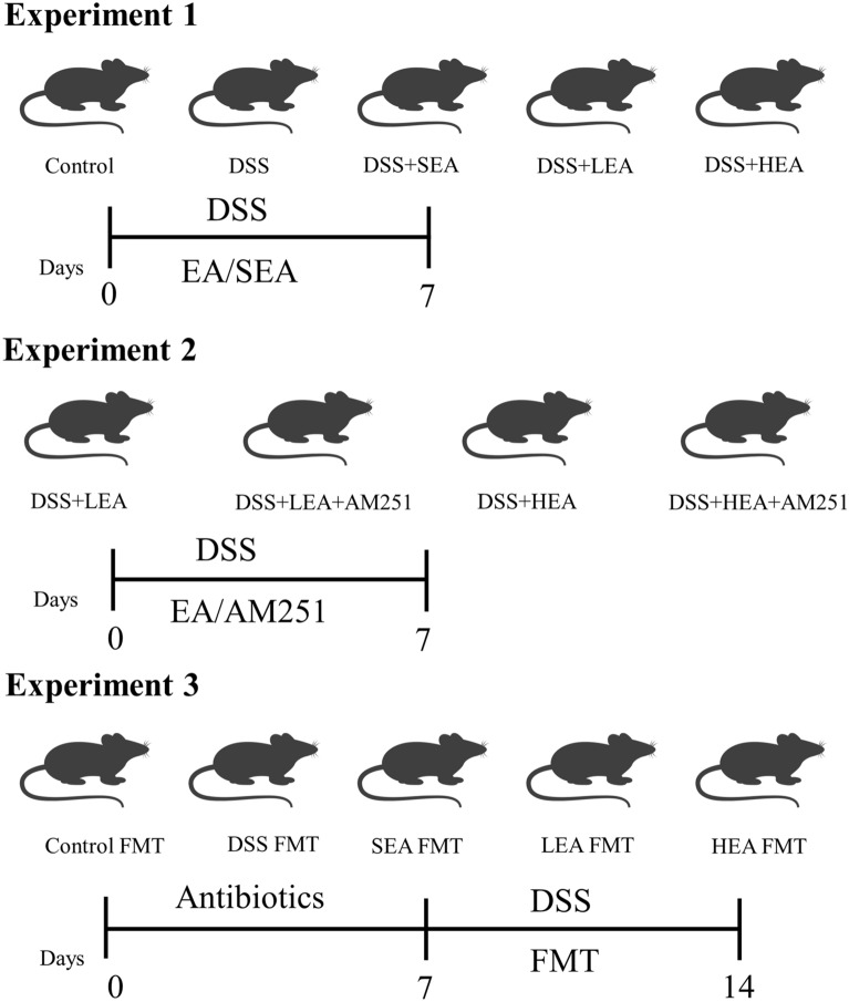 The grouping and experimental procedure. Experiment 1. DSS-induced acute colitis model and EA treatment process. Experiment 2. DSS-induced acute colitis model, EA treatment process and AM251-treated. Experiment 3. Antibiotics-treated colitis model and FMT process