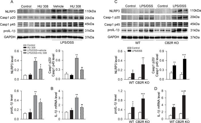 CB2R negatively regulates NLRP3 inflammasome activation in peritoneal macrophages stimulated with LPS/DSS.After lipopolysaccharides (LPS, 10 ng/ml) priming for 1 h, peritoneal macrophages were stimulated with 3% dextran sulphate sodium (DSS) in the presence or absence of HU 308 (10 μM) for 24 h. In another set of experiments, peritoneal macrophages from wild-type (WT) mice and cannabinoid receptor 2 (CB2R) knockout (KO) mice were isolated and stimulated with/without LPS/DSS for 24 h. The expression of NLRP3, Casp-1 p20/Casp-1 p45 ratio, proIL-1β and IL-1β mRNA were analyzed. (A and B) Pre-incubated with HU 308 significantly decreased the expressions of NLRP3, Casp-1 p20/Casp-1 p45 ratio, proIL-1β and IL-1β mRNA. n = 6 per group. **P<0.01 vs. control, #P<0.05 vs. LPS/DSS+vehicle; ##P<0.01 vs. LPS/DSS+vehicle. (C and D) The expressions of NLRP3, Casp-1 p20/Casp-1 p45 ratio, proIL-1β and IL-1β mRNA were significantly increased in CB2R KO group. n = 6 per group. *P<0.05 vs. control, **P<0.01 vs. control, #P<0.05 vs. WT, ##P<0.01 vs. WT.