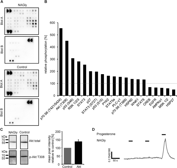 The GPR18 ligand NAGly induced the phosphorylation of different protein kinases in human sperm.(A) Human phospho-kinase array analysis revealed phosphorylation events induced by NAGly (3 μM) after 7 min stimulation. (B) Shown are the relative phosphorylation (mean pixel intensities relative to control) of two independently performed experiments using two different donor samples. Each array was performed using pooled protein lysates of at least three different semen samples from the same donor. The dotted line indicates the control level. (C) Western Blot experiments validated the phosphorylation of Akt at the T308 phosphorylation site. Determination of the total amount of Akt served as a control. Furthermore, the quantification of the mean pixel intensity of phosphorylated Akt relative to total Akt upon NAGly stimulation (black bar) is shown. The ratio was normalized to that observed in DMSO-treated cells (0.1%; control; gray bar). Error bar represents the mean ± SEM (p = 0.016, Student’s t-test, n = 4 experiments). (D) In single-cell calcium imaging experiments, the repetitive short-term stimulation with 10 μM NAGly did not induce any calcium signals in human spermatozoa. Cytosolic Ca2+ levels are monitored as the integrated f340/f380 fluorescence ratio expressed as a function of time. Black bars indicate the stimulus duration. The positive control (500 nM progesterone) induced strong calcium signals in virtually all sperms and showed the vitality of the sperm and the functionality of the imaging system. In none of the 453 analyzed cells from 4 different sperm samples NAGly induced a Ca2+ signal.
