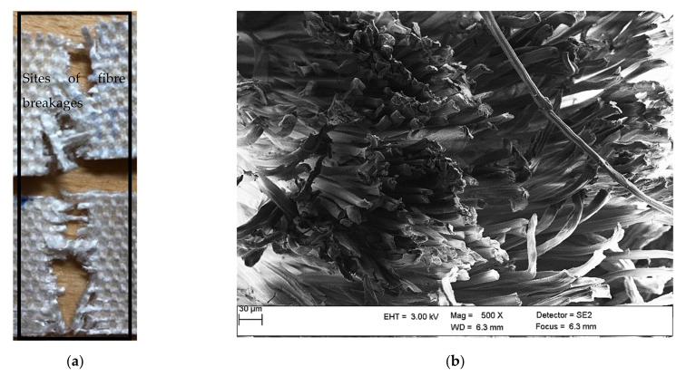 (a) Digital image and (b) cross-sectional SEM micrographs of the fractured rayon composite sample after tension at 500× magnification.