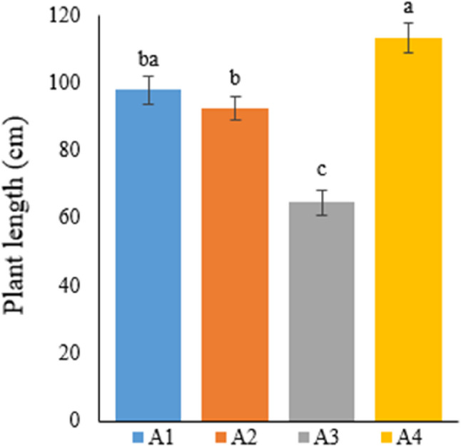 Graph showing the plant length of cannabis plants which is A1: 1/2 Hoagland + 150:30:150 N: P:K, A2: 1/2 Hoagland + 150:30:150 N: P:K + 10 mg/L Si, A3: 1/2 Hoagland + 150:30:150 N: P:K + 1 mg/L IBA, A4: Soil media (peat: soil: perlite / 1:1:1). Columns shown that mean comparsions were conducted using Duncan’s multiple range test wtih the bars stand for standard deviation (SD). According to the analysis of variance, different letters indicate statistically significant differences at p ≤ 0.05
