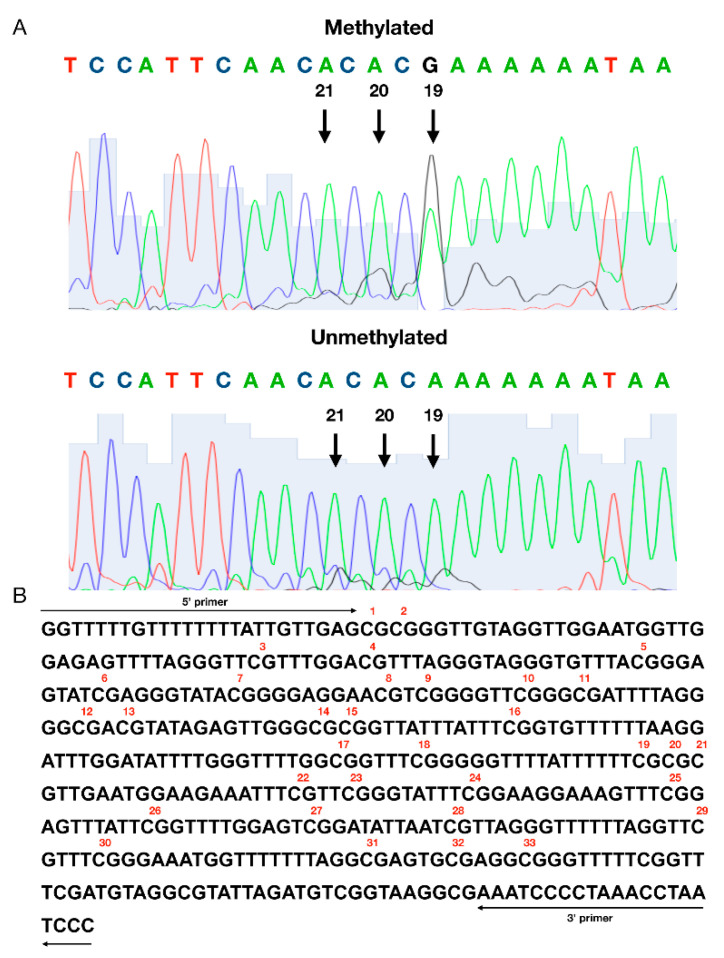An assessment of a methylation status of individual CpG sites in the DAT1 promoter. (A) The representative result of the positive (top) and negative (bottom) methylation statuses; (B) the sequence of the analyzed DAT1 promoter. Numbers were assigned to individual sites in the studied region starting from 5′. The methylation status of individual CpG sites was detected with a cut-off level at 20% of the G/A + G ratio using 4Peaks software (Mek & Tosj, Amsterdam, The Netherlands).