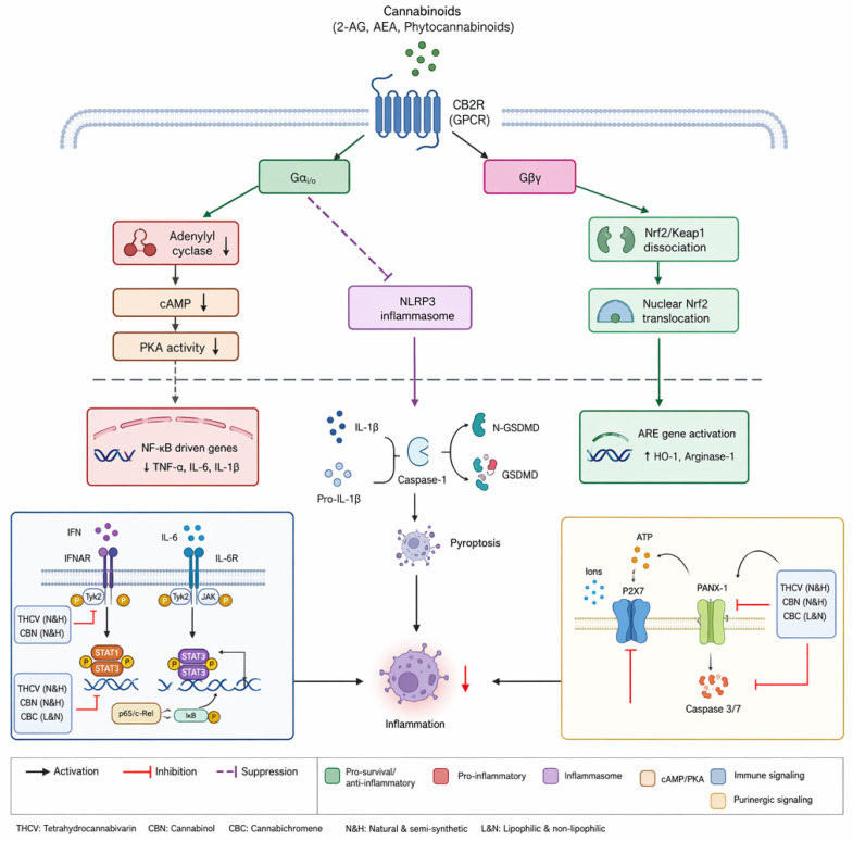 Molecular mechanisms of endocannabinoid-mediated immunomodulation and the “therapeutic paradox.” This figure illustrates the signaling cascades engaged by cannabinoid receptor 2 (CB2R) activation and their role in the therapeutic paradox of immune suppression versus tissue protection. Binding of cannabinoids (e.g., 2-AG, AEA, or phytocannabinoids) to the G protein-coupled receptor (GPCR) CB2R initiates dual signaling through Gαi/o and Gβγ subunits. The Gαi/o pathway leads to the inhibition of adenylyl cyclase, decreasing intracellular cAMP levels and suppressing PKA activity, which results in the downregulation of NF-κB-driven pro-inflammatory genes, including TNF-α, IL-6, and IL-1β. Concurrently, CB2R activation suppresses the NLRP3 inflammasome, limiting the processing of pro-IL-1β and the maturation of caspase-1, thereby mitigating pyroptosis and reducing inflammatory output. The Gβγ signaling axis promotes the dissociation of the Nrf2/Keap1 complex, facilitating the translocation of Nrf2 to the nucleus. This initiates the activation of antioxidant response elements (AREs), leading to the upregulation of cytoprotective genes such as HO-1 and arginase-1. The blue box highlights the modulation of IFN/IL-6 receptor signaling, where specific phytocannabinoids (THCV, CBN, and CBC) inhibit the JAK/STAT and NF-κB pathways. The yellow box outlines the purinergic signaling axis, demonstrating the inhibitory impact of phytocannabinoids on P2X7 and PANX-1 channels and caspase-3/7 activity. Collectively, these mechanisms demonstrate that while cannabinoid signaling suppresses destructive hyper-inflammation, these same pathways compete with and truncate the host’s acute antimicrobial immune defenses, forming the basis of the “therapeutic paradox.” Abbreviations: 2-AG, 2-arachidonoylglycerol; AEA, anandamide; ARE, antioxidant response element; cAMP, cyclic adenosine monophosphate; CBC, cannabichromene; CBN, cannabinol; CB2R, cannabinoid receptor 2; GPCR, G protein-coupled receptor; HO-1, heme oxygenase-1; IFN, interferon; IL-6R, interleukin-6 receptor; JAK, Janus kinase; Keap1, Kelch-like ECH-associated protein 1; NF-κB, nuclear factor kappa B; NLRP3, NLR family pyrin domain containing 3; Nrf2, nuclear factor erythroid 2-related factor 2; PANX-1, pannexin-1; PKA, protein kinase A; STAT, signal transducer and activator of transcription; THCV, tetrahydrocannabivarin; TNF-α, tumor necrosis factor-alpha; Tyk2, tyrosine kinase 2.