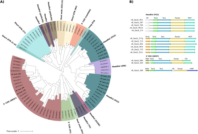 Prediction of the packaging strategy. (A) The phylogenetic relationships of the TerL proteins were obtained through protein sequence alignment using the MAFFT program (68) with the iterative method G-INS-i and FastTree program (72). (B) Scheme of the genetic organization of the DNA packing module of the 14 phages characterized during this work. HP, hypothetical protein; TerS, terminase small subunit; TerL, terminase large subunit; MCP, major capsid protein; HNH, homing endonuclease.