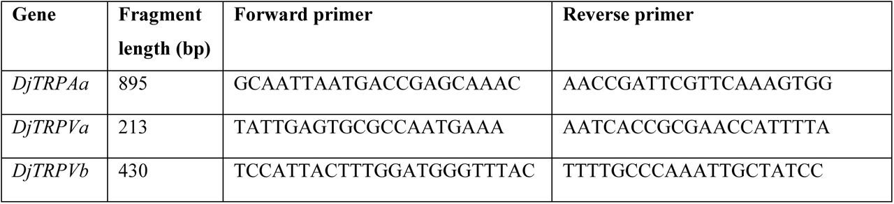 Primers used to clone D. japonica TRP genes.