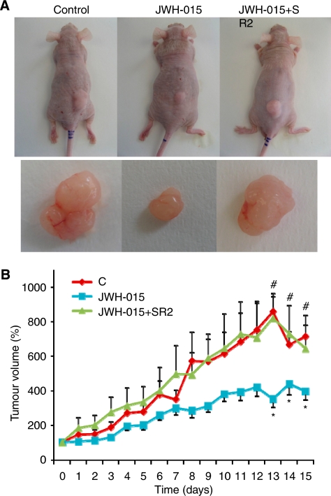 In vivo anti-tumoural properties of JWH-015. Athymic nude mice were injected s.c. in the right flank with PC-3 cells and 4 weeks later (day 0) were treated for 15 days with vehicle (control), 1.5 mg kg−1 JWH-015 or 1.5 mg kg−1 JWH-015 plus 1.5 mg kg−1 SR2. Treatments were carried out by injections in the peritumoural area every day. Tumour volumes were measured daily. (A) The dorsal side of representative mice and dissected tumours after treatment. (B) Tumour growth curve after administration of vehicle (diamonds), JWH-015 (squares) or JWH-015+SR2 (triangles). Results represent the mean±s.e. of eight mice in each group. *P<0.01 vs control and #P<0.01 vs JWH-015, compared by Student's t-test.