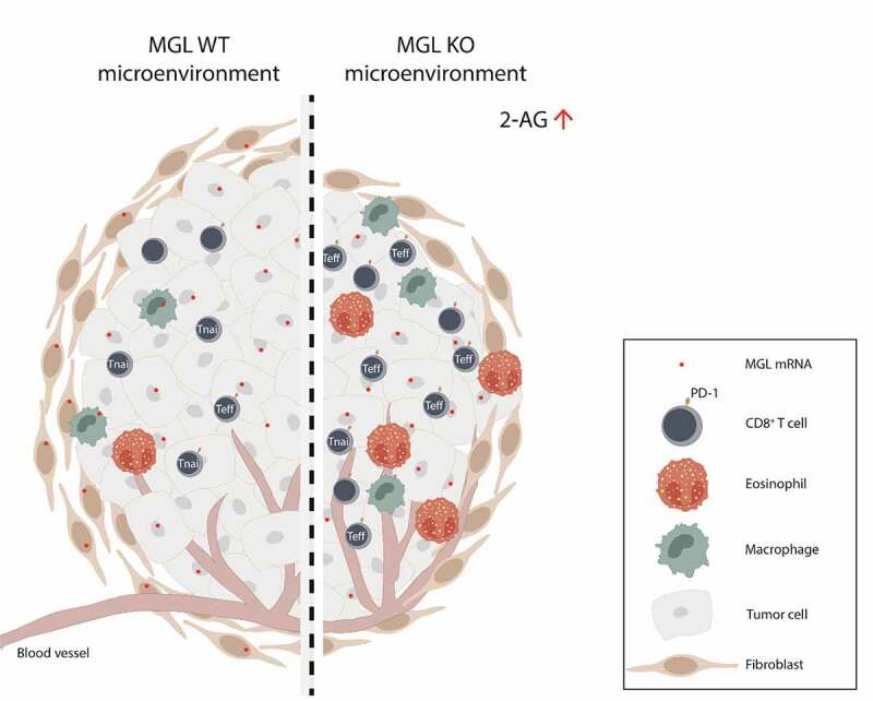Deficiency of MGL in the tumor microenvironment (TME) alters the immune cell infiltrate in tumors of a non-small cell lung cancer model