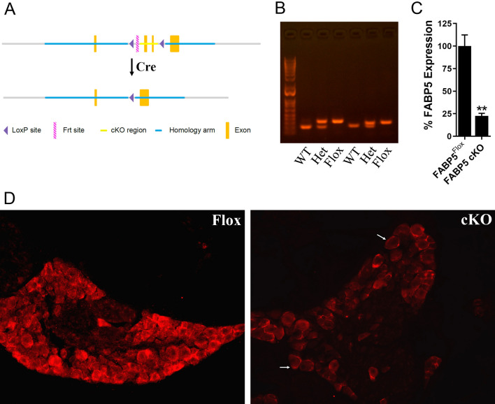 Characterization of FABP5 cKO mice. (A) Schematic showing the generation of FABP5Flox mice and placement of LoxP sites. (B) PCR analysis of WT, heterozygous, and homozygous FABP5Flox mice. (C) qPCR analysis of relative FABP5 expression in DRGs of FABP5Flox and FABP5 cKO mice. **p < 0.01 calculated using unpaired t test (n = 3). (D) FABP5 distribution in DRGs of FABP5Flox and FABP5 cKO mice.