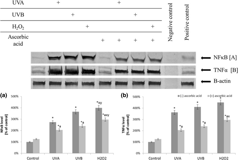 The level of transcription factor NFκB and its target protein—TNFα in fibroblasts after exposure to UVA (20 J/cm2), UVB radiation (200 mJ/cm2), H2O2 (200 µM), and ascorbic acid (100 µM) expressed as a percentage of the value of the control cells. Mean values ± SD of three independent experiments are presented. Asterisk statistically significant differences vs. control group, p < 0.05; a statistically significant differences vs. group without ascorbic acid, p < 0.05; x statistically significant differences vs. UVA group, p < 0.05; y statistically significant differences vs. UVB group, p < 0.05