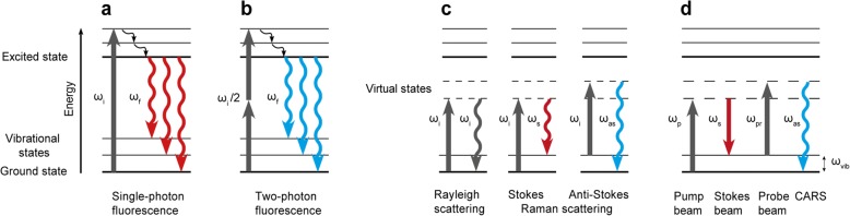 Illustration of single-photon and two-photon fluorescence, Rayleigh and Raman scattering and CARS. Fluorescence (a and b): Absorption of light at a frequency ωi excites the molecule to a higher electronic energy level. The molecule can revert to the electronic ground state by non-radiative transitions and the emission of fluorescence at frequency ωf, which is lower than ωi (red-shifted). In two-photon fluorescence (b) the molecule is simultaneously excited by two photons of approximately half the energy necessary for one-photon excitation (ωi/2). The resulting two-photon fluorescence signal is blue-shifted compared to the incident light. Light scattering (c): Light at a frequency ωi excites a molecule to a virtual state. The molecule can revert to the ground state by elastic light scattering (Rayleigh scattering) or inelastic scattering with an energy loss at frequency ωs (Stokes Raman scattering) or energy gain at frequency ωas (anti-Stokes Raman scattering). CARS (d): The CARS process is driven by three photons from at least two different laser sources. A pump beam at frequency ωp excites a molecule from the ground state to a virtual state, which subsequently is depopulated by a Stokes beam at frequency ωs. The last photon from the probe beam ωpr excites the molecule to a higher virtual state. In our setup the pump and probe photon are provided by the same laser at ωp. The resulting signal at frequency ωas is blue-shifted compared to the incident laser light and – if the conditions are met – coherently amplified [31]
