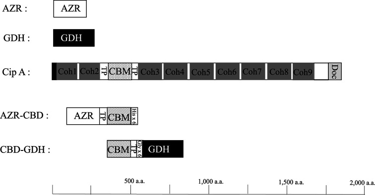 Schematic domain structure of AZR, GDH, CipA, AZR-CBD, and CBD-GDH. AZR, FMN-dependent NADH-azoreductase; GDH, glucose 1-dehydrogenase; Coh, cohesion; TP, threonine-proline-rich linker; CBM, carbohydrate-binding module family 3; Doc, dockerin; His×6, Histidine tag; Gly×6, Gly×6 repeat linker.