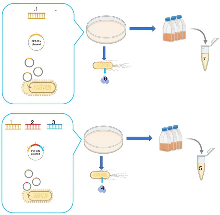Schematic of NMRK fusion construct and enzyme preparation.1: Gene encoding NMRK enzyme; 2: Gene encoding linker; 3: Optimized CBD sequence; 4: Recombinant NMRK enzyme; 5: Crude enzyme solution of recombinant NMRK; 6: Wild-type NMRK enzyme; 7: Crude enzyme solution of wild-type NMRK.