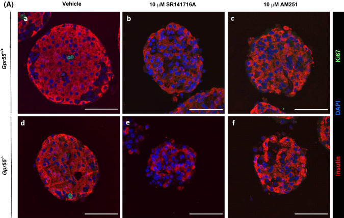 Effects of SR141716A and AM251 on mouse β-cell proliferation. Representative confocal images of paraffin-embedded sections of islets from Gpr55+/+ and Gpr55−/− mice probed with antibodies directed against insulin (red) and Ki67 (green), and DAPI staining (nuclei; blue) after maintenance of islets in culture for 48 h in the absence or presence of 10 µM SR141716A or AM251 (a). Scale bar = 50 μm. Post-acquisition analyses were performed with Fiji Image J software and are shown in b–d: b number of Ki67- and insulin-positive cells per islet; c mean islet area (μm2) and d number of β-cells (insulin-positive cells) per islet. Data were obtained from multiple acquisitions of 47–95 islets per condition, each with a minimum of eight paraffin sections for analysis. N = 6 mice per genotype, three independent experiments. ***P < 0.001 and ****P < 0.0001 vs. vehicle Gpr55+/+ or Gpr55−/−. Data were analysed using Wilcoxon signed rank test (b) or one-way ANOVA, followed by Dunnett’s multiple comparison post test (c, d)