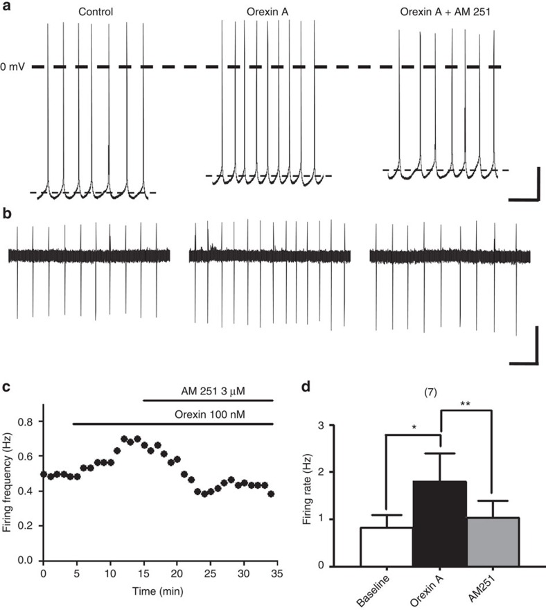 Orexin A increased the firing rate of VTA dopaminergic neurons through CB1Rs.(a,b) The firing activity in a representative neuron recorded in the (a) whole cell or (b) cell-attached recording mode before and 10 min after treatment with 100 nM orexin A, and 10 min after further treatment with 3 μM AM 251. Scale bars, (a) 500 ms and 20 mV; (b) 5 s and 20 pA. (c) The time course of the effect of orexin A before and after further treatment with AM 251 on the firing rate of a representative neuron recorded by cell-attached mode. (d) Effects of orexin A alone or in combination with AM 251 on the average firing rate of VTA dopaminergic neurons. Neuronal firing activity was assessed in the whole cell and cell-attached recording mode. Note that 100 nM orexin A (black bar) significantly increased the average firing rate of VTA dopaminergic neurons, compared with baseline firing rate (open bar) and this effect was reversed by 3 μM AM 251 (gray). n=7, *P<0.05, **P<0.01 (repeat measures one-way ANOVA with Dunns post hoc test). Data are expressed as mean±s.e.m.