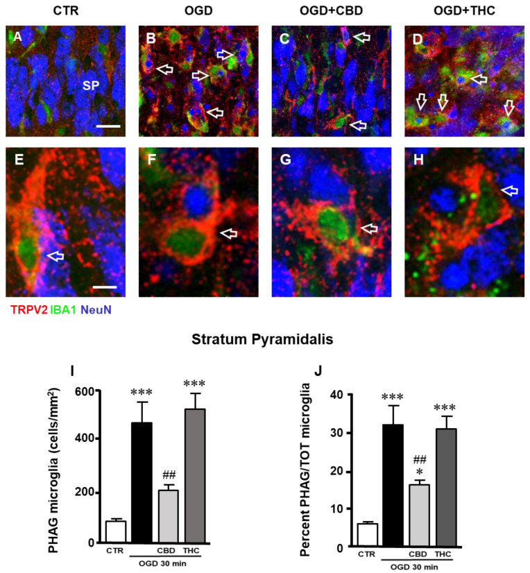 (A–D) Representative confocal images of immunostaining of TRPV2 channels (TRPV2, red), total microglia (IBA1, green), and neurons (NeuN, blue) in CA1 SP of CTR (A), OGD (B), OGD + CBD (C), and OGD + THC (D) slices. Images are z-projections of two confocal z-scans captured with a 63× objective (total thickness: 0.6 µm). Scale bar: 20 µm. Twenty-four hours after OGD, the expression of TRPV2 channel in CA1 SP was mainly localized on activated microglia cells that showed a green cellular body and yellow-orange cytoplasm and projections (open arrows in panel B) that phagocytose neurons or neuronal fragments (blue cells and cellular fragments within the microglia cell body in panel B). From a qualitative analysis, it appears that this effect was prevented by CBD (open arrows in panel C), but not by THC (open arrows in panel D). (E–H) Images are z-projections of five confocal z-scans captured with a 63× objective (total thickness: 1.5 µm). Scale bar: 10 µm. These enlargements clearly show the expression of the TRPV2 channel in activated microglia (open arrows in panels E–H). (I) Quantitative analyses of phagocytic microglia density in CA1 SP of CTR (n = 8), OGD (n = 8), OGD + CBD (n = 8), and OGD + THC slices (n = 7). Statistical analysis: one-way ANOVA p < 0.0001; Newman–Keuls post hoc test *** p < 0.001 vs. CTR, ## p < 0.01 vs. OGD. (J) Quantitative analyses of percentage of phagocytic microglia out of the total microglia in CA1 SP of CTR (n = 8), OGD (n = 8), OGD + CBD (n = 8), and OGD + THC slices (n = 7). Statistical analysis: one-way ANOVA p < 0.0001; Newman–Keuls post hoc test *** p < 0.001 and * p < 0.05 vs. CTR, ## p < 0.05 vs. OGD.