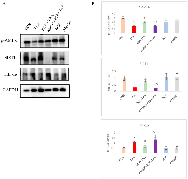 Expression of p-AMPK, SIRT1, and HIF1-α in liver tissue. (A) Western blot analysis of p-AMPK, SIRT1 and HIF1-α. (B) Qualification of immunoblots. Data is presented as mean ± SEM (n = 3). * p < 0.05 CON vs. TAA, # p < 0.05 TAA vs. BCP + TAA, $ p < 0.05 BCP + TAA vs. AM630 + BCP + TAA, & p > 0.05 (n.s.) AM630 + BCP + TAA vs. TAA (one-way ANOVA followed by DMRT). CON: Control, TAA: Thioacetamide, BCP: β-Caryophyllene, BCP + TAA: β-Caryophyllene + Thioacetamide treatment, AM630 + BCP + TAA: β-Caryophyllene + AM630 + Thioacetamide.