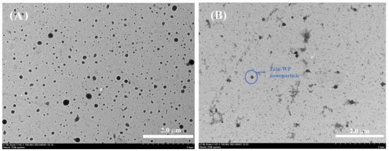 TEM images of CBD-loaded zein nanoparticle (A) and CBD-loaded zein–WP nanoparticle (B).