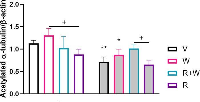Effect of drug treatments on tubulin acetylation at K40 in the prefrontal cortex of stressed and non-stressed animals.We found higher expression of acetylated tubulin in controls treated with V+V when compared to their stressed counterparts. The use of V+W in controls increased the expression of acetylated tubulin in contrast to the control group treated with R+V and also did so when both drugs were administered simultaneously under stress conditions in comparison with those subjected to stress and treated with R+V. An * indicates significant differences between controls exposed to cannabinoid drugs and their respective V+V control group. Intragroup comparisons between drug‐treated mice are indicated by an underlined +. Otherwise underlined * pointed out significant comparisons between stressed mice and their matched counterparts. CTR, control; STS, stress; V, vehicle; W, WIN55212.2; R, rimonabant. One, two or three symbols indicate P < 0.05; P < 0.01, P<0.001, respectively.