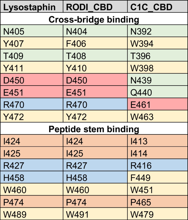 Key residues in SH3_5 domains associated with binding the peptide stem or the cross-bridge according to [26, 27]. Cells are colored to highlight different types of amino acids (green = polar non-charged, orange = aliphatic, yellow = aromatic, red = negatively charged, blue = positively charged). Residues are numbered according to the full sequence of the source proteins (lysostaphin = UniProt P10547)