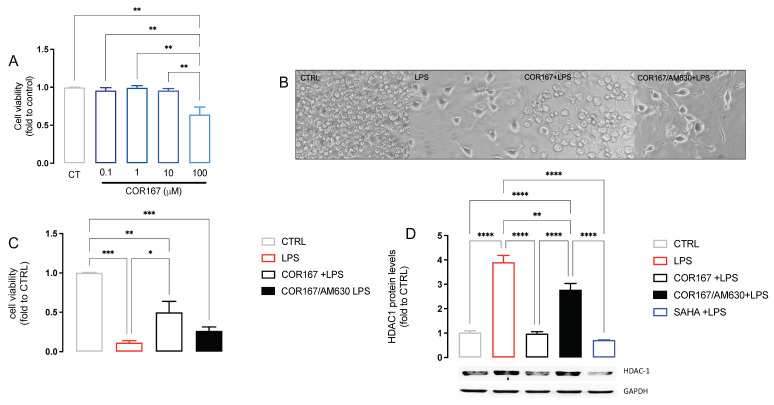 Attenuation of neuroinflammation by COR167 in LPS-stimulated BV2 cells. (A) COR167 dose-response curve (0.1–100 µM) for cell viability in BV2 cells. CT: control untreated cells. ** p < 0.01. (B) Ameboid-like morphology of LPS-stimulated BV2 cells that was prevented by COR167 10 µM pretreatment. AM630 (1 µM) prevented the COR167 effect. (C) COR167 attenuated the reduction of cell viability induced by LPS exposure. This effect was antagonized by AM630 co-treatment. * p < 0.05, ** p < 0.01, *** p < 0.001. (D) COR167 abolished the LPS-induced HDAC1 overexpression in BV2 cells with an intensity comparable to SAHA 5µM. AM630 co-treatment completely antagonized this effect. ** p < 0.01, **** p < 0.0001.