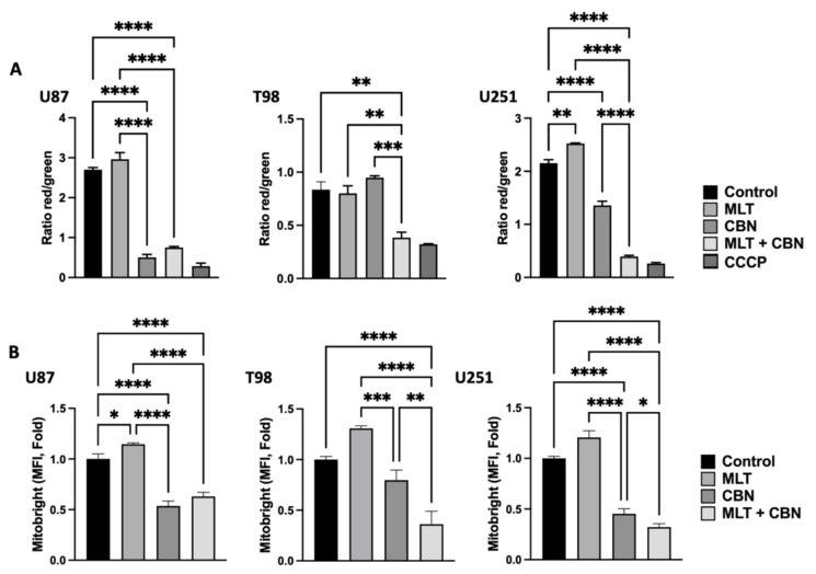 Effects of CBN and MLT treatments on mitochondrial status in GBM cells. (A) Flow cytometric analysis of mitochondrial membrane potential (Δψm) expressed as the red (FL2)/green (FL1) fluorescence intensity ratio of JC-1 staining in U87, T98, and U251 lines after 24 h treatment with single or combined agents (U87: MLT 0.3 mg/mL and CBN 25 µM. T98: MLT 0.7 mg/mL and CBN 25 µM. U251: MLT 0.4 mg/mL and CBN 20 µM). CCCP was used as a positive control for mitochondrial depolarization. (B) Flow cytometric quantification of mitochondrial mass assessed via MitoBright staining (MFI, fold change) in U87, T98 and U251 lines following single or combined MLT and CBN treatments. In all bar graphs, data are presented as the mean ± SD of at least three independent biological replicates. Statistical significance was determined using a one-way ANOVA followed by Tukey’s post hoc test for multiple comparisons (* p < 0.05, ** p < 0.01, *** p < 0.001, **** p < 0.0001).
