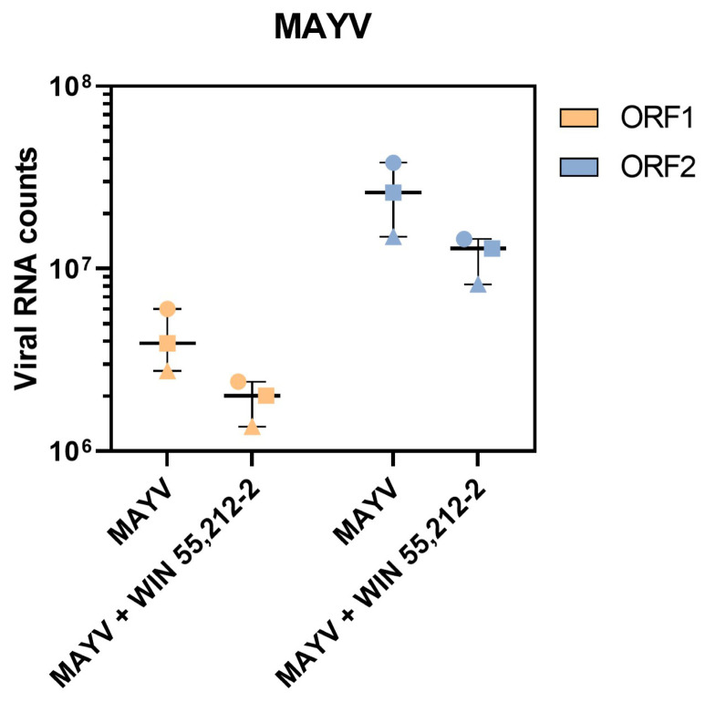 Viral mRNA counts of MAYV ORF1 and ORF2 in human MDMs. MDMs (n = 3) were infected with MAYV (MOI 0.5) for 2 h, washed, and subsequently post-treated with WIN 55,212-2 (10 µM). At 24 h.p.i, cells were harvested, and viral RNA levels were quantified by RNA sequencing for ORF1 (orange) and ORF2 (blue). Data are presented as box-and-whisker plots (min to max), with all individual values shown (n = 3). The horizontal line inside each box represents the median. Statistical analysis was performed using a paired Student’s t-test.