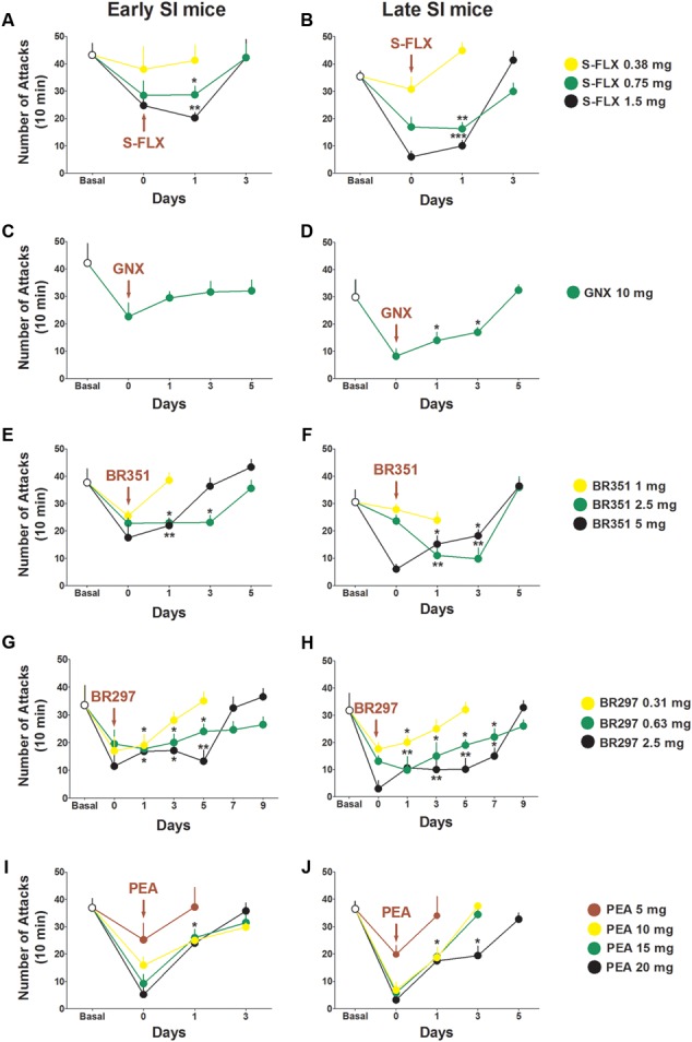 Drug-induced time-dependent anti-aggressive effect in late and early adolescent SI mice. Graphs represent the gradual reinstatement of aggressive behavior both in early (A) and late (B) adolescent SI mice during the period following the single dose administration of S-FLX (Day 0). Aggression rapidly rebounded after 3 days from S-FLX administration in both groups of mice. After an EC50 dose of GNX aggressive behavior rebounded to basal values only after 1 day in early adolescent (C) SI mice and after 5 days in late adolescent (D) SI mice. The gradual time-dependent reinstatement of aggressive behavior lasted 5 days in early (E) and late (F) adolescent SI mice after the administration of BR351 at the dose of 2.5 mg/kg; the duration of BR351 effect was 5 days also at the dose of 5 mg/kg in late SI mice, and 3 days in early SI mice. The anti-aggressive effect of a single dose administration of BR297 was long-lasting and required 7 days in early SI mice (G), and 9 days in late SI mice (H) to return to basal values. Aggressive behavior was reinstated after 3 days following a single dose administration with PEA in early SI mice (I) at the doses of 10, 15, and 20 mg/kg, as well as in late SI mice (J) at the doses of 10 and 15 mg/kg. The effect of PEA at the dose of 20 mg/kg was extinguished after 5 days in late SI mice (J). Data represent the mean ± SEM of 7–18 mice. ∗p < 0.05; ∗∗p < 0.01, when compared with basal control levels of aggression.