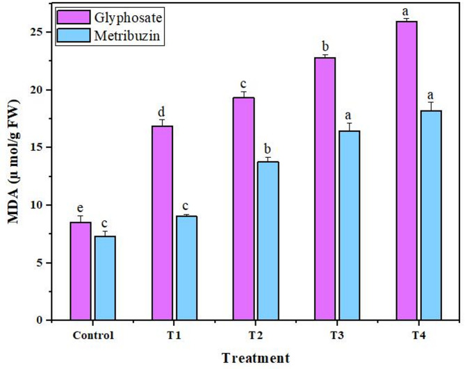 Increase in MDA after application of glyphosate and metribuzin. Data represent mean values (± standard error) of three replicates (n = 3). Treatments are as follows: T1 = X/8, T2 = X/4, T3 = X/2, and T4 = X, where X is 2.47 L/ha for glyphosate and 742 g/ha for metribuzin. Different letters above bars indicate statistically significant differences among treatments for each pigment, as determined by one-way ANOVA followed by Duncan’s multiple range test (p ≤ 0.05)