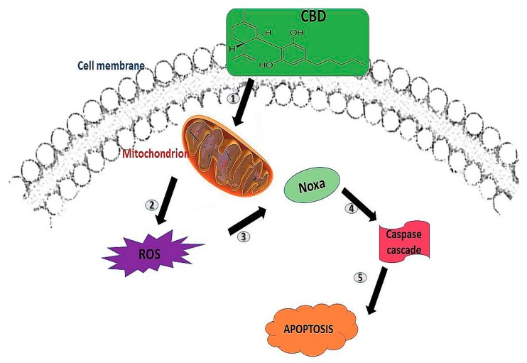 The proposed mechanism of cannabidiol (CBD) in inducing apoptosis. (1) CBD binds to the central and peripheral receptors on the cell membrane; (2) this results in mitochondrial stress and reactive oxygen species (ROS) production (3) leading to Noxa activation, and thus (4) the caspase cascade activation, which results in (5) apoptosis.