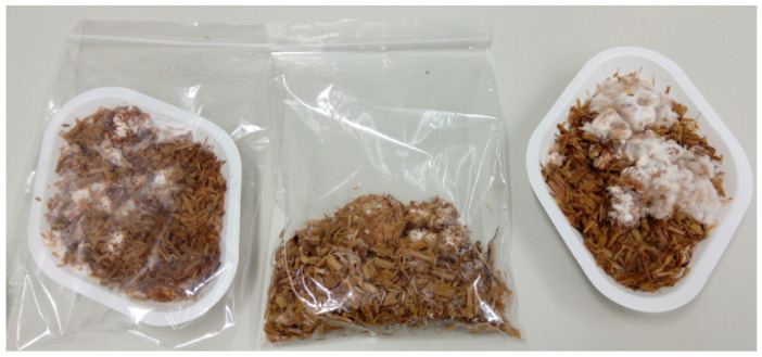 First stage: the process of fungi mycelium growth in a small substrate volume.