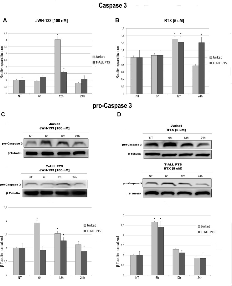Effects of JWH-133 and RTX treatments on Caspase-3 mRNA expression levels and on Pro-Caspase 3 protein expression levelsCaspase-3 mRNA expression levels in Jurkat cell line and in T-ALL patients’ lymphoblasts derived from 4 patients were determined by Q-PCR after JWH-133 [100 nM] treatment (A) and RTX [5 uM] (B) treatments at 6 h, 12 h and 24 h of exposure. Results were normalized for the housekeeping gene β-actin and were showed as mean ± SD of three independent experiments in Jurkat cells (performed in technical triplicate), and as mean ± SD of four single experiments on each one of the 4 patients (performed in technical triplicate). A t-test has been used to evaluate statistical differences in Caspase-3 mRNA expression among groups. *indicates p ≤ 0.05 compared to the untreated control (NT). Pro-Caspase 3 protein expression levels in Jurkat cell line and in T-ALL patients’ lymphoblasts, were determined by Western Blot, starting from 15 μg of total lysates after JWH-133 [100 nM] (C) and RTX [5 uM] (D) treatments at 6 h, 12 h and 24 h of exposure. The images show the most representative blots. The proteins were detected using Image Studio Digit software and the intensity ratios of immunoblots compared to the one of the untreated control, taken as 1(arbitrary unit), were quantified after normalizing with respective loading controls for the housekeeping protein β-tubulin. The graphs show the relative quantification for pro-Caspase-3, represented as mean ± SD of two independent experiments for Jurkat cells and as mean ± SD of four single experiments performed on each one of the 4 patients. A t-test has been used to evaluate the statistical differences in protein expression levels. * indicates p ≤ 0.05 compared to the untreated control (NT).