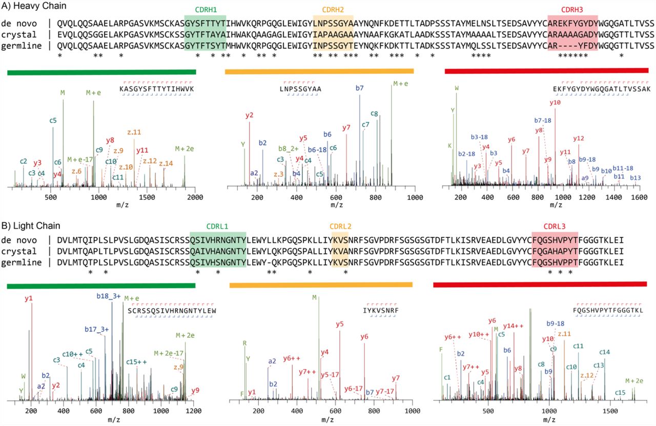 Mass spectrometry based de novo sequence of the mouse monoclonal anti-FLAG™-M2 antibody. The variable regions of the Heavy (A) and Light Chains (B) are shown. The MS-based sequence is shown alongside the previously published sequenced in the crystal structure of the Fab (PDB ID: 2G60), and germline sequence (IMGT-DomainGapAlign; IGHV1-04/IGHJ2; IGKV1-117/IGKJ1). Differential residues are highlighted by asterisks (*). Exemplary MS/MS spectra in support of the assigned sequences are shown below the alignments. Peptide sequence and fragment coverage are indicated on top of the spectra, with b/c ions indicated in blue, y/z ions in red. The same coloring is used to annotate peaks in the spectra, with additional peaks such as intact/charge reduced precursors, neutral losses and immonium ions indicated in green. Note that to prevent overlapping peak labels, only a subset of successfully matched peaks is annotated.