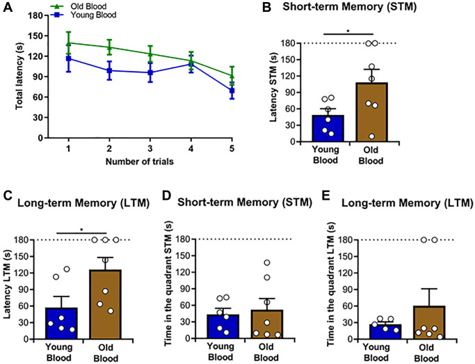 Spatial memory analyses of Tg2576 mice treated with blood from old and young wild type mice. The Barnes maze test was applied to all mice included in this study. (A) Average latency to the escape chamber for the training trials sessions over 5 days, as described in Materials and Methods. (B) Quantitative analysis of the short-term memory (STM) latency. (C) Quantitative analysis of the long-term memory (LTM) latency. (D) Quantitative analysis of the STM time-in-quadrant parameter. (E) Quantitative analysis of the LTM time-in-quadrant parameters. N = 6–7/group, (random mix of males and females; young donor group: 3M/3F; old donor group: 3M/4F). Sex was not included as a variable in statistical analyses. Data values are expressed as means ± SEM. Data in (A) were analyzed using repeated/measures ANOVA. Data in (B) and (D) were analyzed using Student’s t-test. Data in (C) and (E) were analyzed using the Mann-Whitney U-test. *p < 0.05.