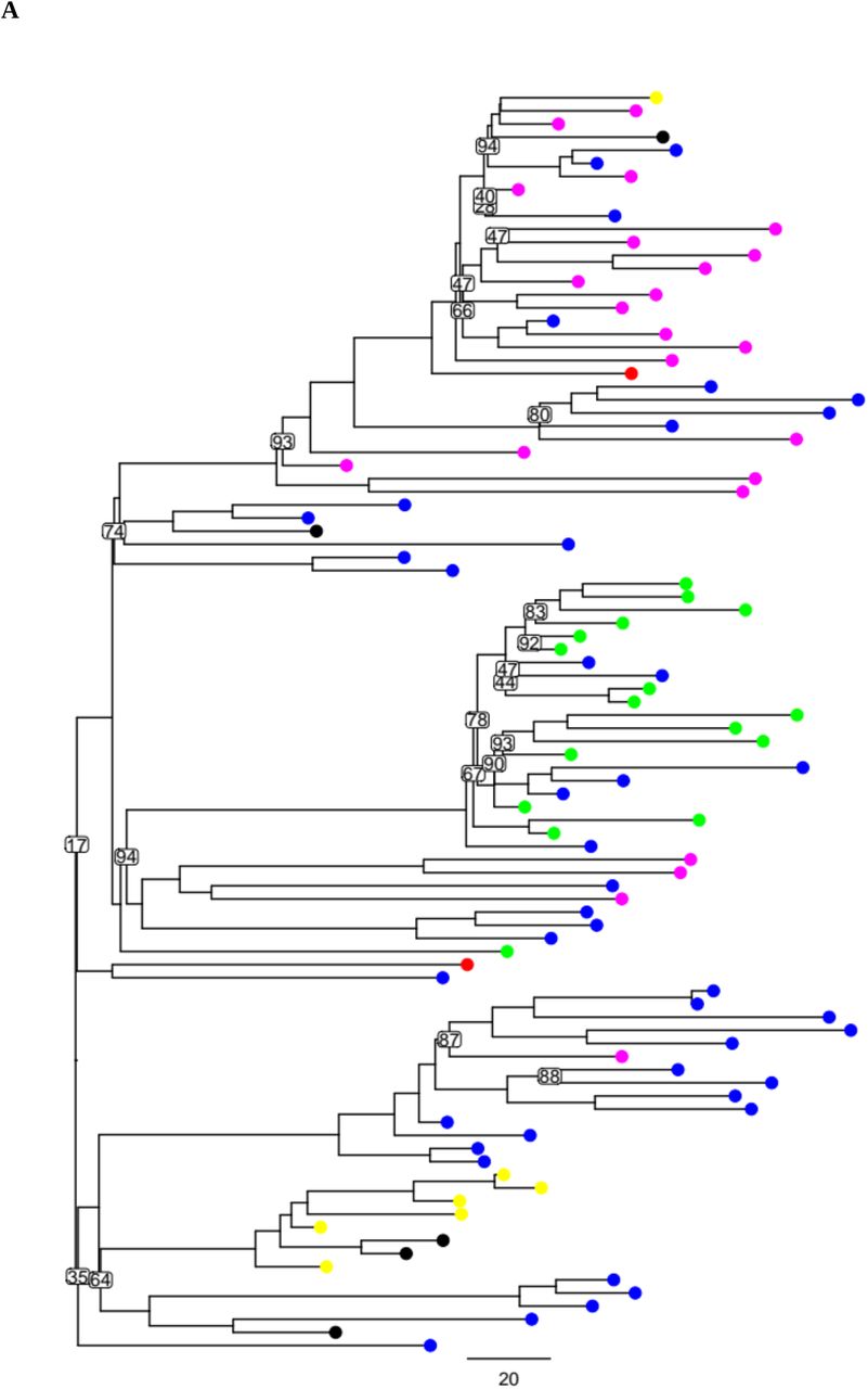 Out-group rooted maximum-likelihood phylogeny of the 96 ST239 genomes. Distances are shown in in SNPs/Mb and bootstrap support values below 95 are shown for branches. Isolates are colour coded according to geographical origin, as displayed on panel B (Blue, Europe; Pink, Asia; Yellow, Oceania; Green, South America; Black, North America; Red, Africa). 1C. BLAST DNA percentage identity of the ST8 (blue triangle) and ST30 (red circle) consensus core gene sequences, compared to the ST239 consensus core gene sequences (consensus sequences were formed from 96 ST239 genomes, 111 ST8 genomes and 57 ST30 genomes, for 1,980 core genes that were shared between all 264 genomes). In the ST239 genome, the acquired region spans the origin of replication, and hence is split between the beginning and the end of the linearized genome. The hybrid boundaries estimated by Castillo-Ramirez et al. (2011) are highlighted with vertical dashed grey lines. 1D. Close up of the first boundary of the large chromosomal replacement event. 1E. Close up of the second boundary of the large chromosomal replacement event. The hybridisation boundaries estimated by Castillo-Ramirez et al. (2011) are highlighted with vertical dashed grey lines, and the hybridisation boundary ranges used in this study are highlighted by a grey rectangle. Each data-point represents a single gene. The gene positions correspond to the genomic position within the ST239 reference genome.