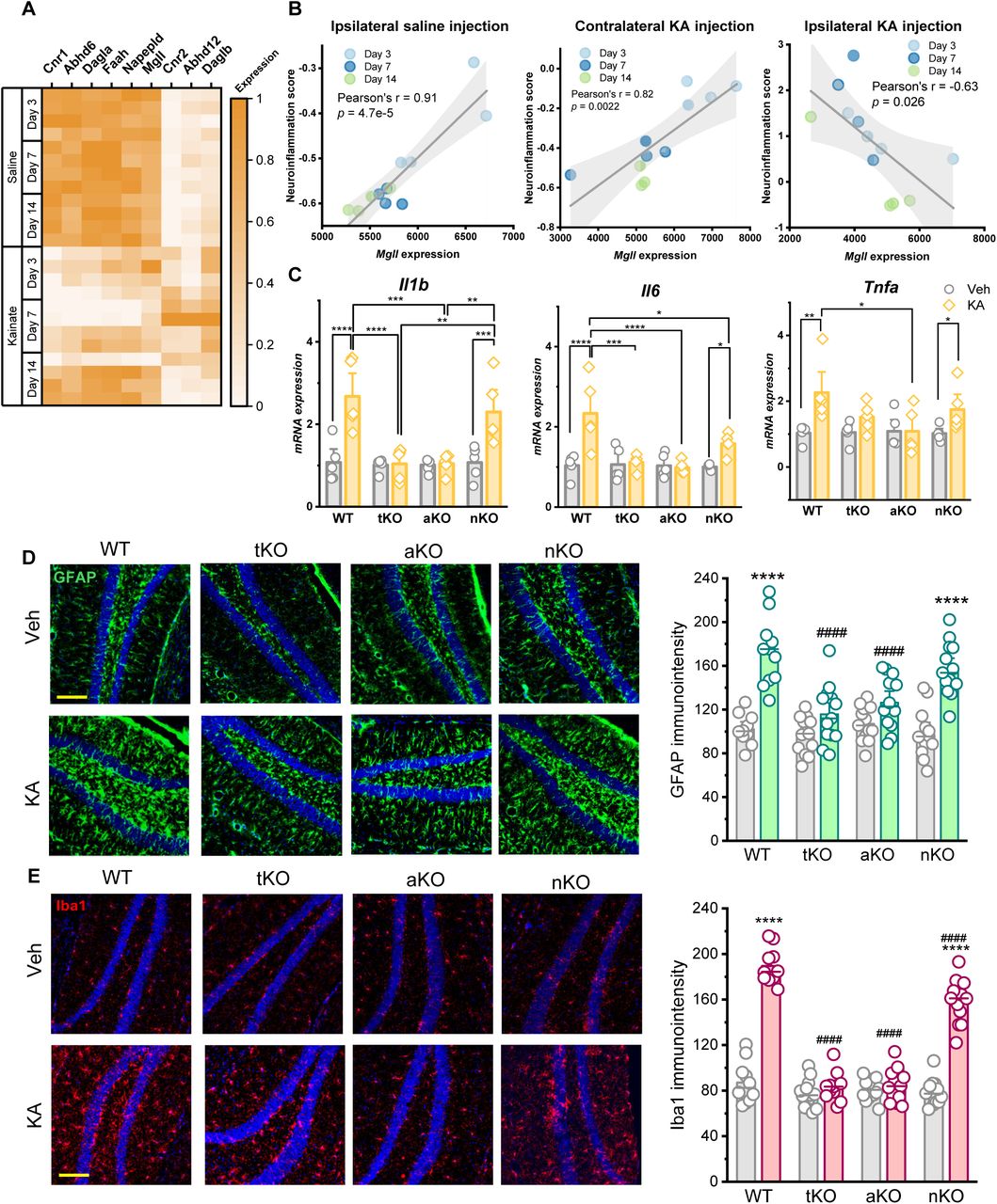 Comparison of seizure susceptibility, neuroinflammation, and behavioral deficits in global (tKO), astrocyte-specific (aKO), and neuron-specific (nKO) mgll knockout mice. (A) Heatmap illustrates the temporal mRNA expression profiles of the endocannabinoid system (eCB) in the hippocampus of mice treated with saline or KA at days 3, 7, and 14 post-injections. The color scale indicates relative expression levels. (B) Pearson correlation analysis between mgll expression levels and a composite neuroinflammation score (derived from the expression of Aif1, Cx3cr1, Cd68, Il1b, Ccl2, Cxcl10, Ptgs2, Nos2, C1qa, C3, Itgam, and Serping1) across different time points (Day 3, 7, 14) in ipsilateral saline-injected DG, contralateral KA-injected DG, and ipsilateral KA-injected DG. The linear regression significance was determined by ANOVA (p-values indicated on plots). (C) Relative mRNA expression levels of proinflammatory cytokines Il1b, Il6, and Tnfa in the hippocampus. Data are means ± SEM. *p<0.05, **p <0.01, ***p < 0.001, ****p < 0.001 (ANOVA with post hoc Turkey test, n=5/group). (D) Representative immunofluorescence images of GFAP staining (green) in the DG across different genotypes and treatments. Nuclei are stained with DAPI (blue). Scale bar: 100 μm. Quantification of GFAP immunofluorescence intensity in the DG regions (n=4-5 mice). Data are means ± SEM. *p<0.05, **p< 0.01, ****p<0.001, compared with Veh in each genotype; #p<0.05, ##p<0.01, ####p<0.001 compared with WT-KA (ANOVA with Turkey test, 2∼3 sections/mice, n=4 mice/group)). (E) Representative immunofluorescence images of Iba1 staining (green) in the DG across different genotypes and treatments. Scale bar: 100 μm. Quantification of Iba1 immunofluorescence intensity in the DG regions (n=4-5 mice). Data represent individual slice values (2–3 slices per mouse) from n = 4 mice per group. Data are means ± SEM. *p<0.05, **p<0.01, ****p < 0.001 compared with Veh in each genotype, #p<0.01, ##p<0.01, ####p<0.001 compared with WT-KA (ANOVA with Turkey test, n=4∼5 mice/group).