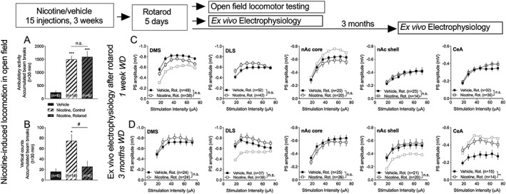Rotarod training prevents neurodaptations in the striatum. A,B, Training on the rotarod did not affect the sensitized response to the locomotor‐stimulatory properties of nicotine but significantly reduced nicotine‐induced rearing. C, Ex vivo electrophysiological recordings performed on rotarod‐trained rats demonstrated no significant effects by nicotine treatment on input/output function in any brain region studied. For comparison, in brain regions where nicotine significantly modulated input/output function as compared with vehicle‐exposed control, the input/output function in untrained rats exposed to nicotine is indicated by an additional curve in gray. D, Following 3 months withdrawal, input/output function remained unaltered in striatal subregions, but an increase in evoked PSs was still present in CeA. Curves in gray represent input/output function in untrained rats exposed to nicotine 3 months earlier. Data are mean values ± SEM; n = the number of recordings, based on at least five animals/treatment group. CeA, central nucleus amygdala; DLS, dorsolateral striatum; DMS, dorsomedial striatum; nAc, nucleus accumbens; PS, population spike; SEM, standard error of the mean; WD, withdrawal