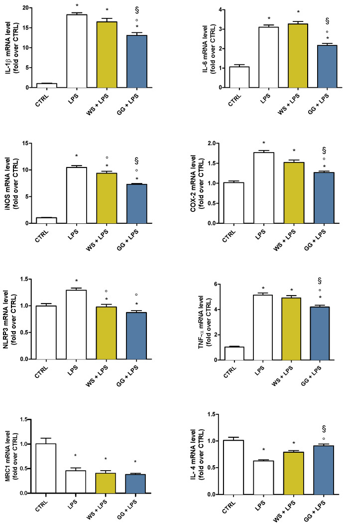 Expression of pro- and anti-inflammatory agents in BV-2 cells pretreated with WS and GG EOs and activated with LPS. BV-2 cells were pretreated with 5 × 10−3 µL/mL White Shark (WS) and Gorilla Glue (GG) EOs for 2 h and then exposed to 100 ng/mL LPS for a further 24 h. Gene expression was evaluated by RT-PCR as reported in Materials and Methods. Data are represented as fold-over CTRL. Each bar represents means ± SEM of at least three independent experiments. Data were analyzed by one-way ANOVA followed by Bonferroni’s test. * p < 0.05 with respect to CTRL; ° p < 0.05 with respect to LPS; § p < 0.05 with respect to WS + LPS.