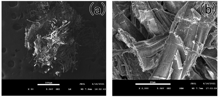 The SEM pictures of the yellow-greenish fiber (a) the disordered and loosely aggregated state of the fibrous sheet, (b) the cutting marks on the fibers.