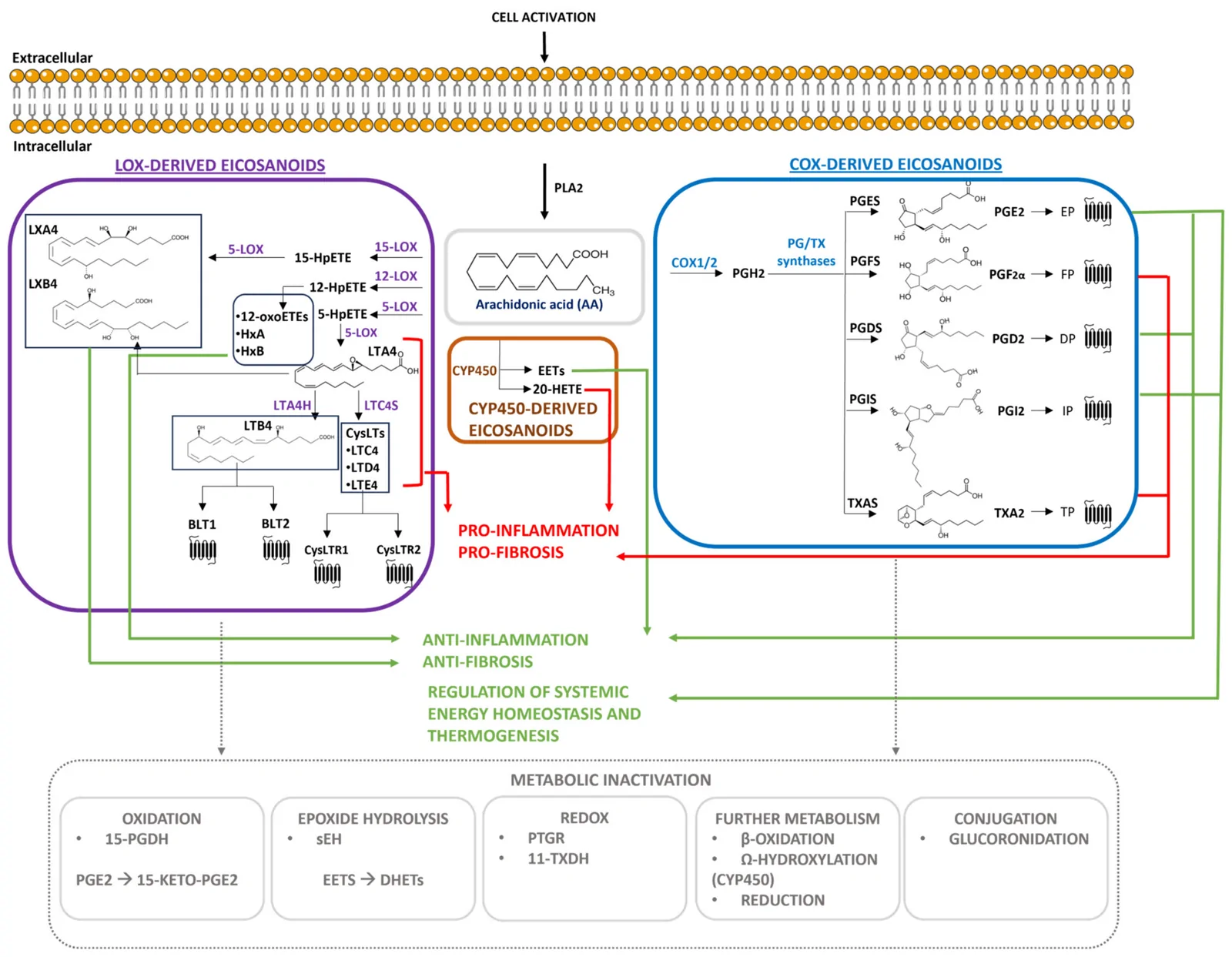 Metabolism, receptors and signaling of eicosanoids (EICs), and their role in energy homeostasis and fibrosis. The figure reports the major biosynthetic pathways and known receptors of the three EIC classes (LOX-derived, COX-derived and CYP450-derived EICs), that are involved in (i) pro-inflammatory and pro-fibrotic processes leading to unfavorable homeostatic conditions (denoted by the red arrows), or (ii) anti-inflammatory and anti-fibrotic processes (denoted by the green arrows) that establish favorable bioenergetics. Dashed grey arrows indicate the major metabolic inactivation routes for EICs.