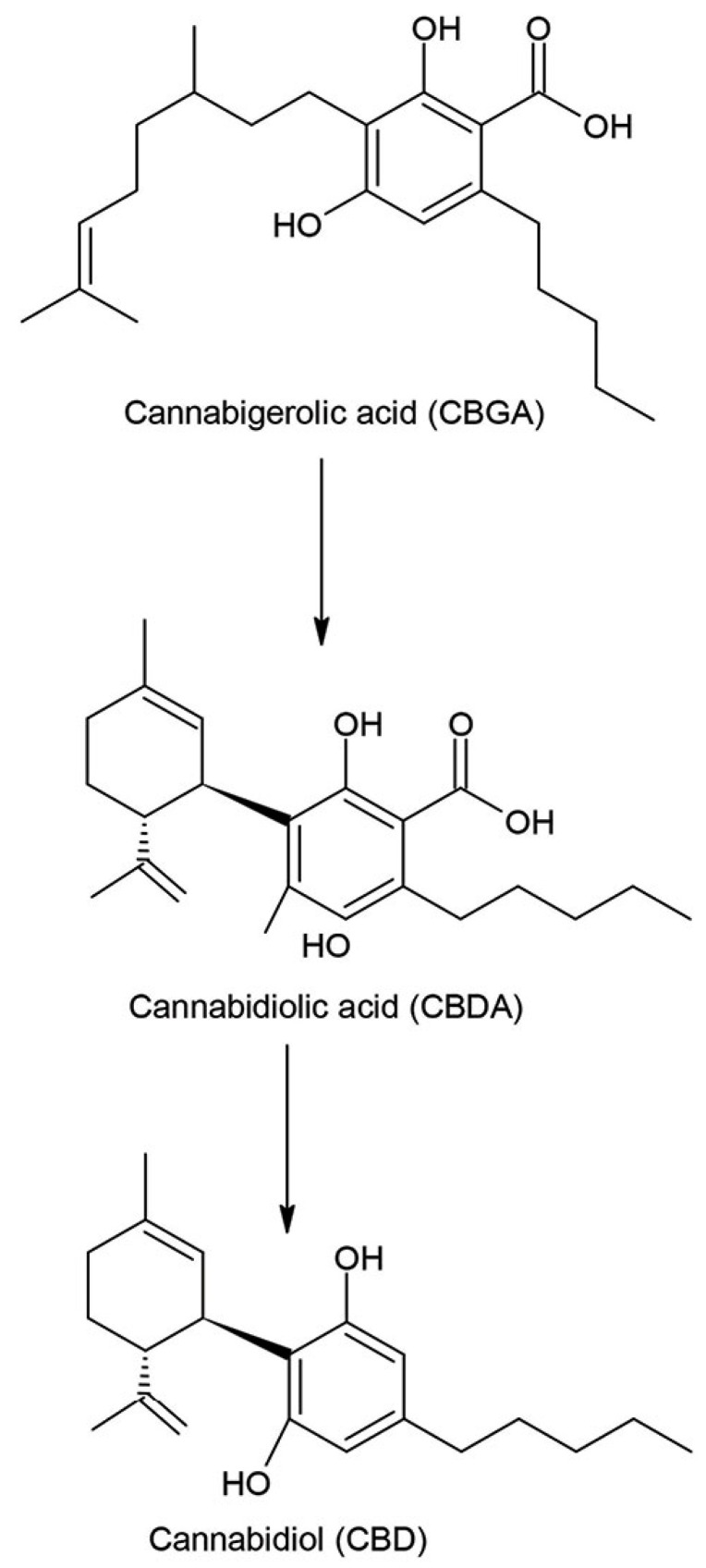 Hemp plants convert cannabigerolic acid (CBGA) into cannabidiolic acid (CBDA), which is then transformed in the laboratory to cannabidiol (CBD) and carbon dioxide (CO2) [3].