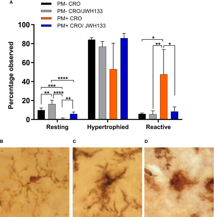 Classification of microglia based on their morphology on Iba-1 immuno-stained sections. Significance differences in the proportion of the microglia classified in the categories “resting” and “reactive” were found between the experimental groups (A). Examples of microglia classified into the three different categories: resting = round, oval body with thin, long, and radially projecting processes (B); hypertrophied = enlarged and darkened cell bodies with thick processes and less branching (C); reactive = enlarged, darkened cell bodies with little to no processes observed (D). PM- CRO, n = 3; PM- CRO/JWH133, n = 4; PM+ CRO, n = 8; PM+ CRO/JWH133, n = 4; one-way ANOVA with Tukey’s multiple comparison test: *p < 0.05; **p < 0.01; ***p < 0.001; ****p < 0.0001.