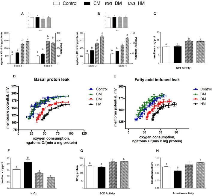 Effects of oral administration of human, donkey, and cow milk on energy efficiency, respiratory parameters, and oxidative stress in mitochondria isolated from skeletal muscle. The graph shows the skeletal muscle mitochondrial respiration rates measured in the presence of succinate (A) or palmitoyl-carnitine (B) as substrates, and the relative RCR (A,B inset), the carnitine-palmitoyl transferase (CPT) activity (C), the basal (D), and fatty acid-induced (E) proton leakage, H2O2 yield (F), the superoxide dismutase (SOD) activity (G), and the basal aconitase/total aconitase ratio (H). Data are presented as means ± SEM from n = 7 animals/group. Labeled means without a common letter differ (P < 0.05).