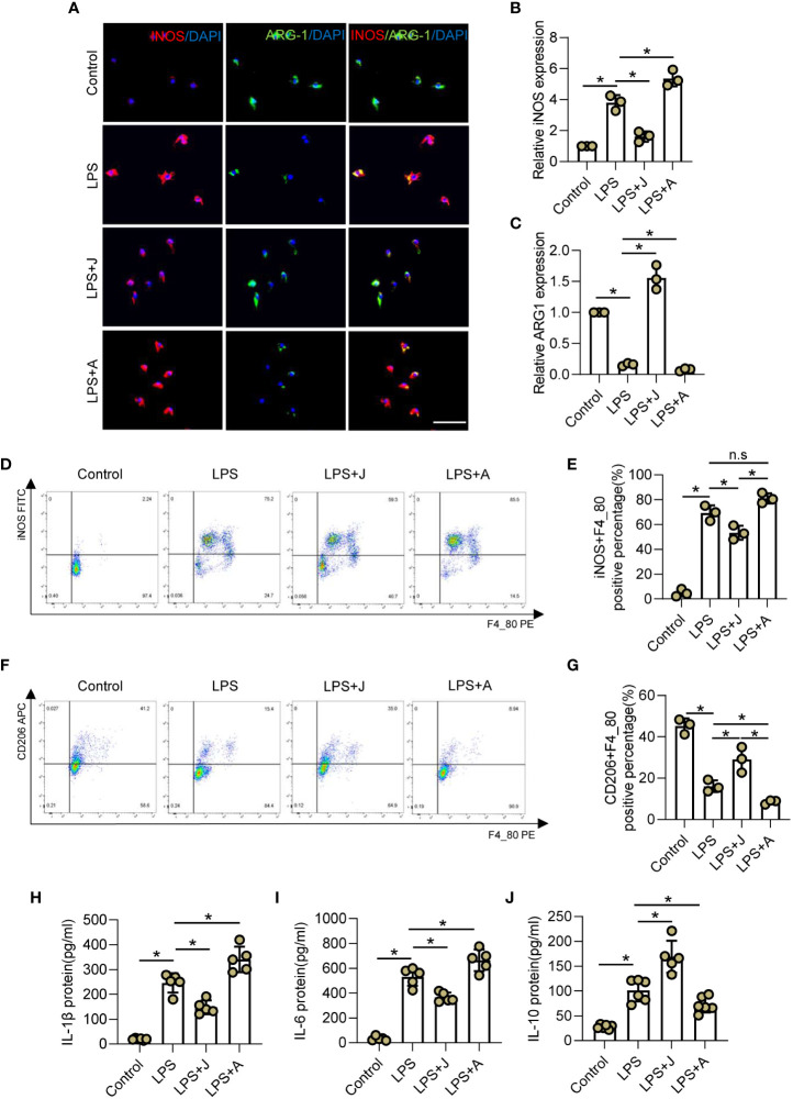 CB2R regulates inflammation-mediated polarization of microglia. (A) IF staining of iNOS (red) and ARG-1 (green) in BV2 microglia after LPS insult for 24 h with CB2R activation by JWH-133 (J) or inactivation by AM630 (A). Scale bar = 50 μm. (B) Quantitative analysis indicating that CB2R significantly altered expression of the M1 marker iNOS during inflammation. (C) Quantitative analysis indicating that CB2R significantly altered expression of the M2 marker ARG-1 after LPS stimulation. (D) Flow cytometry results showing the relative proportion of M1 microglia (red) after LPS insult with and without CB2R activation or inactivation. (E) Quantitative analysis of M1 microglia. (F) Flow cytometry results showing the relative proportion of M2 microglia (red) after LPS insult with and without CB2R activation or inactivation. (G) Quantitative analysis of M2 microglia. ELISA results of IL-1β (H), IL-6 (I), and IL-10 (J) in the control, LPS, LPS+J (JWH-133), and LPS+A (AM630) groups. * p < 0.05. n.s means no significance.