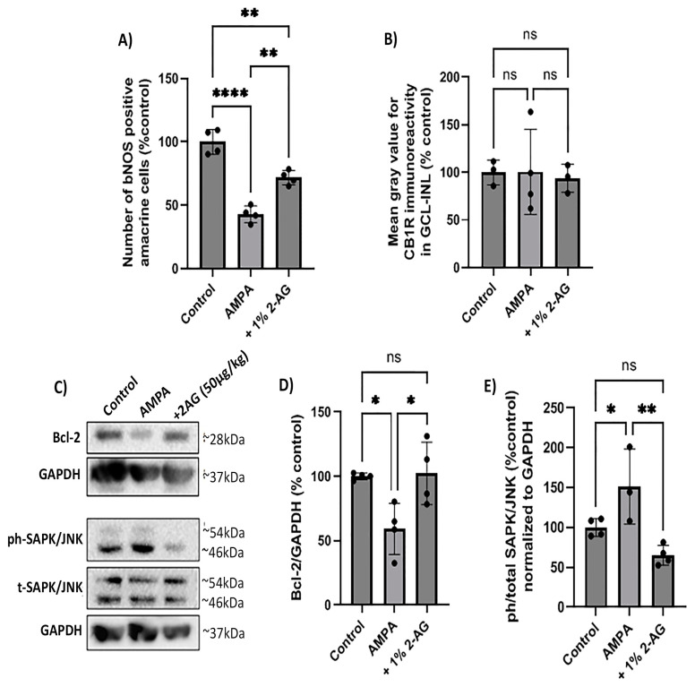 Neuroprotective effect of repeated topical 2-AG administration in the model of AMPA excitotoxicity. (A) Quantification of the number of bNOS+ amacrine cells and (B) CB1R-IR in control retinas and retinas treated with AMPA (8.4 mM, I.V.T.) and AMPA + 2-AG (1%, eye drops, 4 d). (C) Western blot analysis of Bcl-2 and the phosphorylated (phospho-) or total isoforms of SAPKs/JNKs. (D) Quantitative data showing the effect of topical treatment with 2-AG on Bcl-2 expression and (E) SAPK/JNK phosphorylation. Data are expressed as the mean ± SD; ns p > 0.05, * p < 0.05, ** p< 0.01, **** p < 0.0001 compared to the controls; p < 0.01 compared to the AMPA group (ns = no significance). Bcl-2 was detected as a single band of ~28 kDa, whereas phospho- and total SAPK/JNK isoforms were observed as two distinct bands of ~46 and ~54 kDa.
